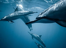 体育视频直播-越南新星阮庭北带伤6场4球2助，两度淘汰赛传射，叩响MVP大门？|U23|U23队|阮国越|U23亚洲杯|球队_新浪体育_新浪新闻